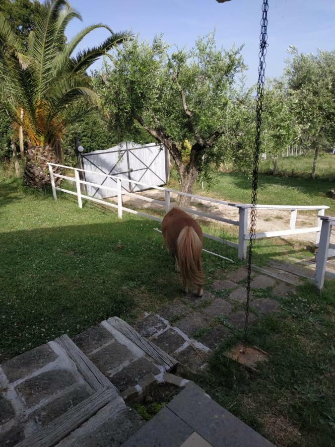 Il Poggio Degli Ulivi Trevignano Romano Exterior foto